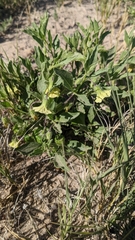 Physalis pumila hispida