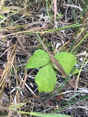 Toxicodendron rydbergii