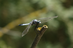 Orthetrum albistylum