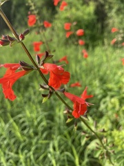 Salvia coccinea