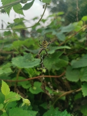 Argiope bruennichi