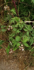 Rubus laciniatus