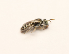 Perdita