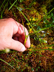 Scheuchzeria palustris
