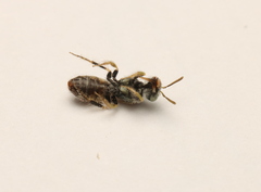 Perdita