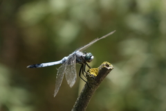 Orthetrum albistylum