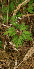 Rubus laciniatus