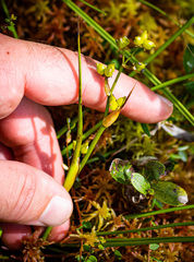 Scheuchzeria palustris