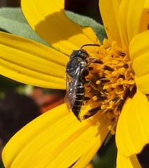 Coelioxys octodentatus