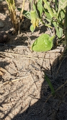 Physalis pumila hispida