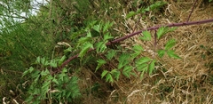 Rubus laciniatus
