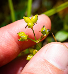 Scheuchzeria palustris