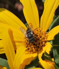 Coelioxys octodentatus