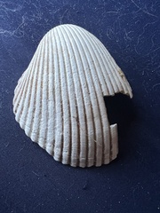 Dinocardium robustum