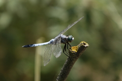 Orthetrum albistylum