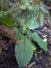 Lysichiton americanus