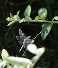 Orthetrum albistylum