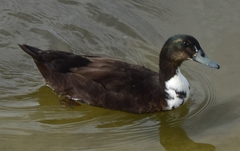 Anas platyrhynchos domesticus