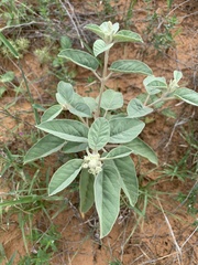 Croton