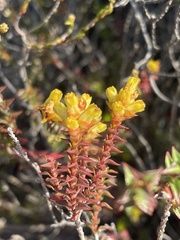 Penaea mucronata