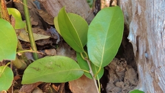 Cordia goetzei image