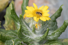 Eristalis arbustorum