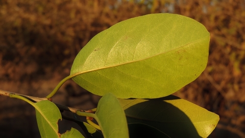 Cordia goetzei image