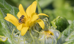 Eristalis arbustorum