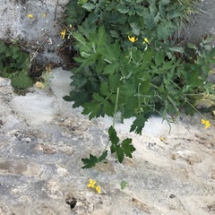 Chelidonium majus