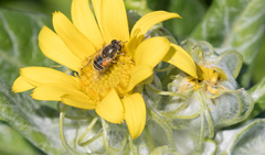 Eristalis arbustorum