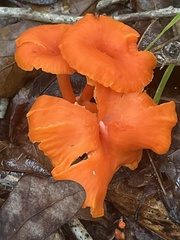 Cantharellus cinnabarinus