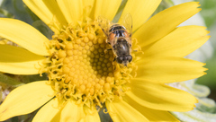 Eristalis arbustorum