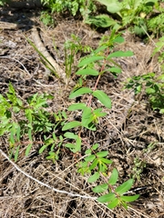 Euphorbia nutans
