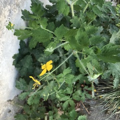 Chelidonium majus