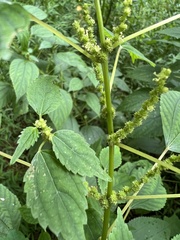 Boehmeria cylindrica