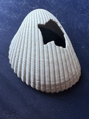 Dinocardium robustum