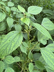 Boehmeria cylindrica