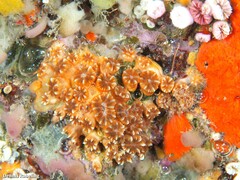 Polycyathus muellerae