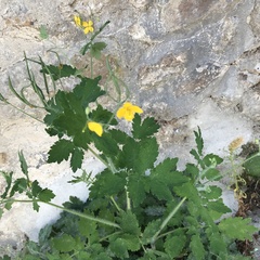 Chelidonium majus