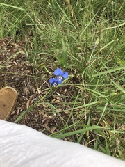 Commelina dianthifolia