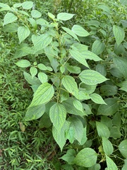 Boehmeria cylindrica