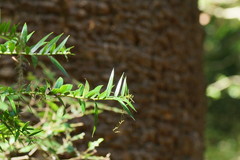 Araucaria bidwillii