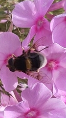 Eristalis intricaria