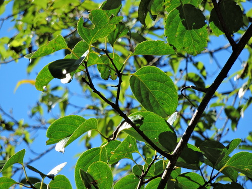 Celastrus kusanoi (Celastrus kusanoi)