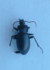 Carabus glabratus