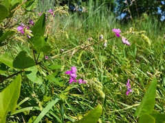 Desmodium illinoense