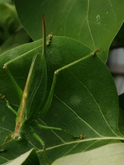 Tettigonia cantans