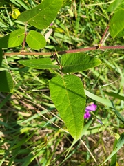 Desmodium illinoense