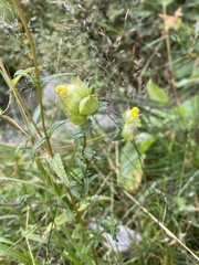 Rhinanthus minor