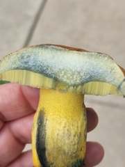 Pulchroboletus rubricitrinus